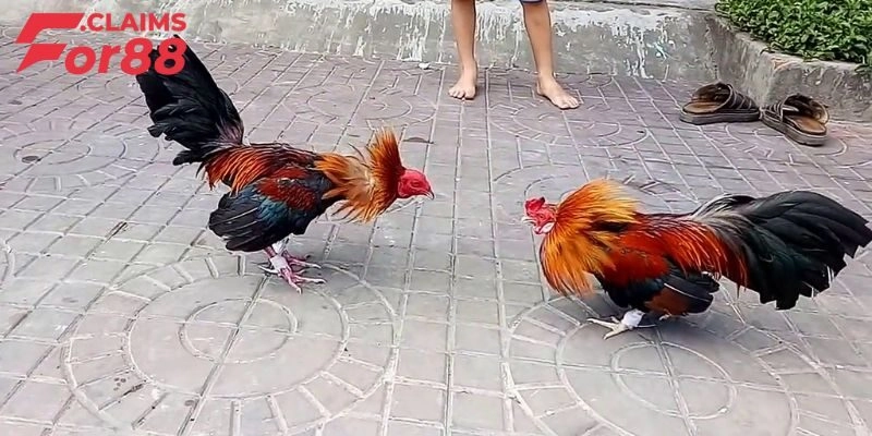 Top 4 cách nuôi gà đá chân mạnh hiệu quả sư kê nên biết