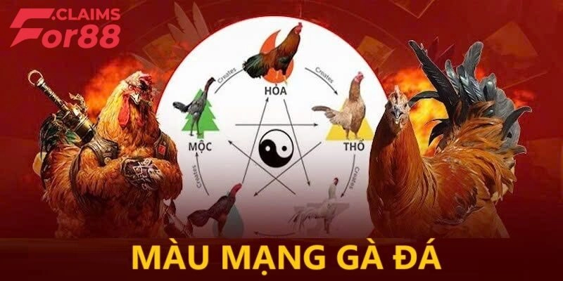 Màu Mạng Gà Đá - Bí Kíp Lựa Chiến Kê Đá Hay Theo Phong Thủy