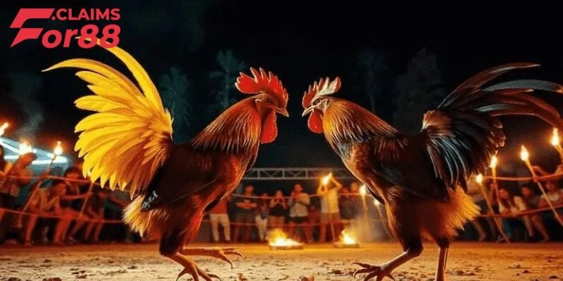 Đá gà cựa sắt trực tiếp - Sức hút khó chối từ