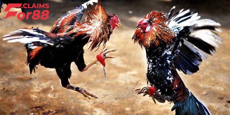 Đá gà C2 là gì?